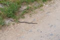 Dice snake trying to warm its body on a stone road