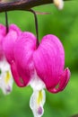 Dicenter pink flowers in the shape of heart on background of green grass Royalty Free Stock Photo