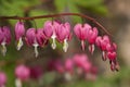 Dicentra Royalty Free Stock Photo