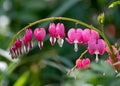 Dicentra, also known as Bleeding Hearts, perfect little pink and white flowers in the shape of a heart, photographed at RHS Wisley Royalty Free Stock Photo