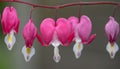 Dicentra, or Bleeding Hearts, little pink and white flowers in the shape of a heart, also known as \'lady in the bath\' Royalty Free Stock Photo