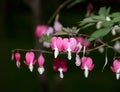 Dicentra, or Bleeding Hearts, little pink and white flowers in the shape of a heart, also known as \'lady in the bath\' Royalty Free Stock Photo