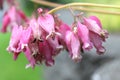 Dicentra Amore Pink wild flower