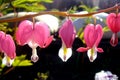 Dicentra, a beautiful flowering plant with flowers in the shape of a heart in a garden on a sunny day close-up. Flower Royalty Free Stock Photo