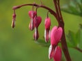 Dicentra beautiful. Soft pink flower, fully justifying its name.