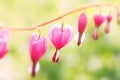 Dicentra - Bleeding Heart Flowers Royalty Free Stock Photo