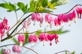 Dicentra - Bleeding Heart Flowers in garden on blue sky Royalty Free Stock Photo