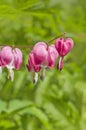 Dicentra - Bleeding Heart Flowers Royalty Free Stock Photo