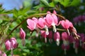 Dicentra Royalty Free Stock Photo