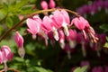 Dicentra Royalty Free Stock Photo