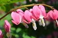 Dicentra Royalty Free Stock Photo