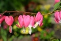Dicentra Royalty Free Stock Photo
