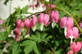 Dicentra Royalty Free Stock Photo