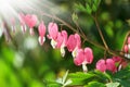 Dicentra - Bleeding Heart Flowers in sunny day. Spsce for text. Love Valentine day concept. Spring Background Royalty Free Stock Photo