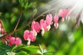 Dicentra - Bleeding Heart Flowers in sunny day. Spsce for text. Love Valentine day concept. Spring Background Royalty Free Stock Photo