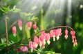 Dicentra - Bleeding Heart Flowers in sunny day. Spsce for text. Love Valentine day concept. Spring nature Background Royalty Free Stock Photo