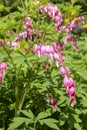 Dicentra Bleeding Heart spring bloom garden decorative flowers. Long bunches of pink flowers heart. Beautiful flowers of unusual Royalty Free Stock Photo
