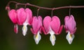 Dicentra, or Bleeding Hearts, little pink and white flowers in the shape of a heart, also known as \'lady in the bath\' Royalty Free Stock Photo