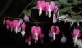 Dicentra, or Bleeding Hearts, little pink and white flowers in the shape of a heart, also known as \'lady in the bath\' Royalty Free Stock Photo