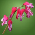 Dicentra burning hearts flowers Royalty Free Stock Photo