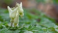 Dicentra cucullaria with water drops