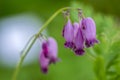 Dicentra eximia beautiful springtime flowers in bloom, ornamental pink purple flowering plant