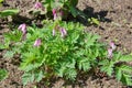 Dicentra eximia blooms in the garden