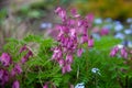 Dicentra eximia (turkey-corn, fringed wild bleeding-heart Royalty Free Stock Photo