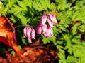 Dicentra eximia Royalty Free Stock Photo