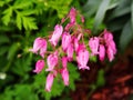 Dicentra eximia Royalty Free Stock Photo