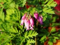 Dicentra eximia