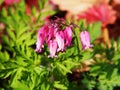 Dicentra eximia