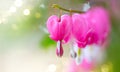 Dicentra flower heart shaped flowers. Pink bleeding heart flowers bouquet background. Purple broken hearts flowers