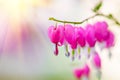 Dicentra flower heart shaped flowers. Pink bleeding heart flowers bouquet background. Purple broken hearts flowers