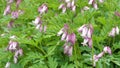 Dicentra formosa flowering plant , Pacific Bleedingheart blooming with pink heart-shaped flowers, stock video footage