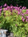 Dicentra formosa pink heartshaped drooping flowers