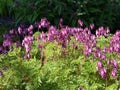 Dicentra formosa pink heartshaped drooping flowers