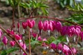 Dicentra gorgeous or flower bleeding hearts Royalty Free Stock Photo