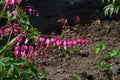 Dicentra gorgeous or flower bleeding hearts Royalty Free Stock Photo