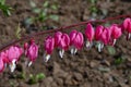 Dicentra gorgeous or flower bleeding hearts Royalty Free Stock Photo