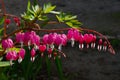 Dicentra gorgeous or flower bleeding hearts Royalty Free Stock Photo