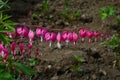 Dicentra gorgeous or flower bleeding hearts Royalty Free Stock Photo