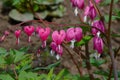 Dicentra gorgeous or flower bleeding hearts Royalty Free Stock Photo