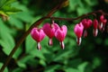 Love Hearts in Springtime Royalty Free Stock Photo