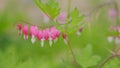 Dicentra known as bleeding-hearts. Flower in pink and white color. Slow motion. Royalty Free Stock Photo