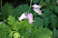 Dicentra `Luxuriant` , Bleeding Heart