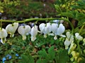 Dicentra spectabilis alba - bleeding heart flower blooming white Royalty Free Stock Photo