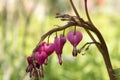 Dicentra spectabilis, Asian bleeding-heart, spring pink bleeding hearts in bloom Royalty Free Stock Photo