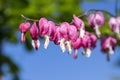 Dicentra spectabilis asian bleeding hearts, heart shaped flowers Royalty Free Stock Photo