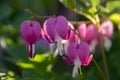 Dicentra spectabilis asian bleeding hearts, heart shaped flowers Royalty Free Stock Photo